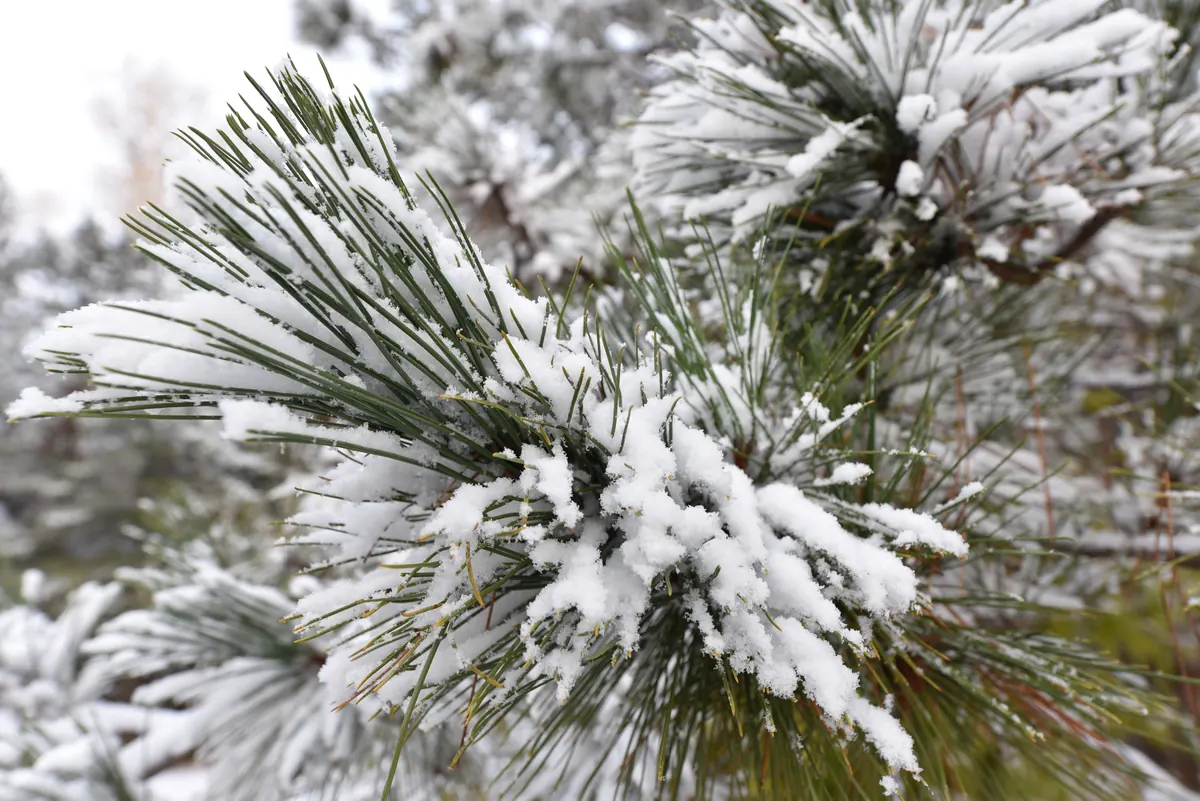 Close view of long red pine needles in pairs, heavily dusted with fresh snow