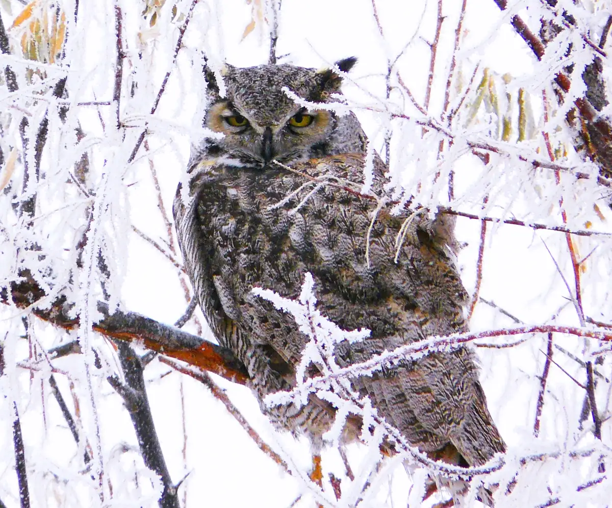 A great horned owl with ear tufts perched among frost-covered branches