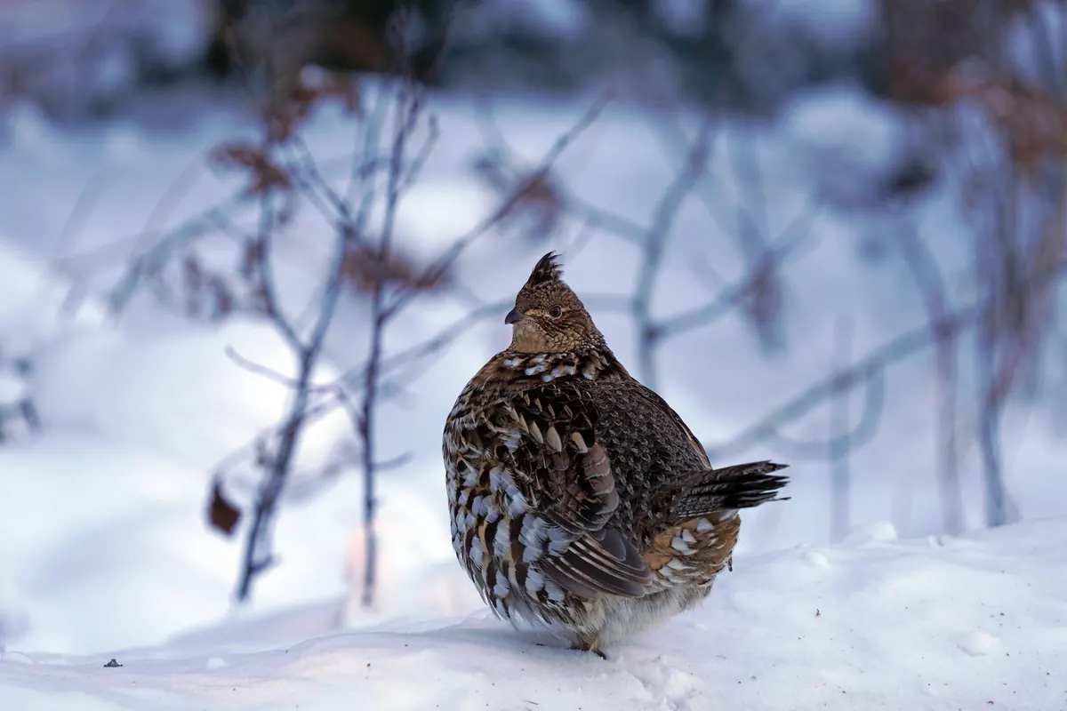 A ruffed grouse standing on deep snow with its feathers fluffed against the cold