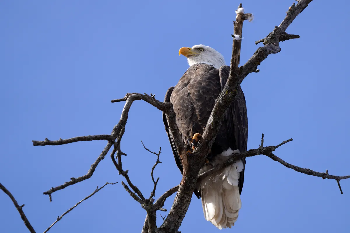 An adult bald eagle with a white head and tail perched in a bare, dead tree against a deep blue sky