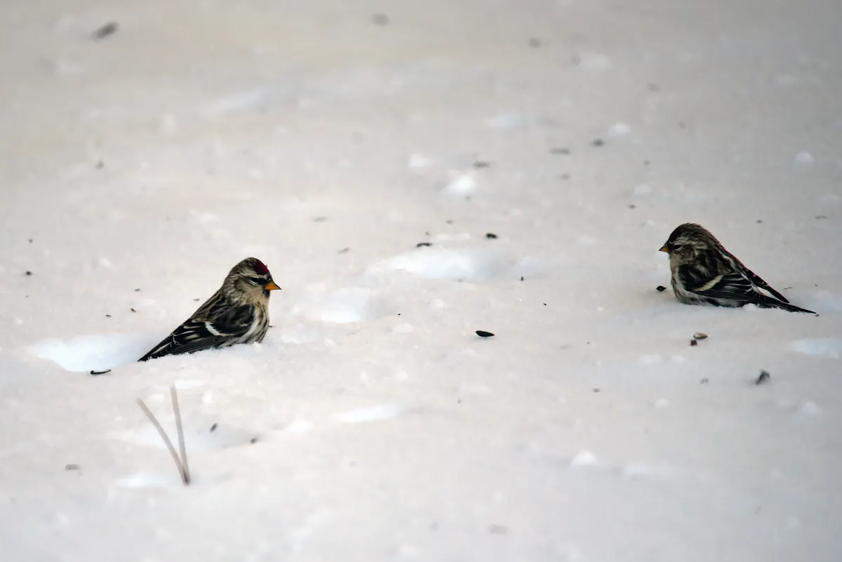Two small streaky brown and white redpolls with yellow bills foraging on fresh snow