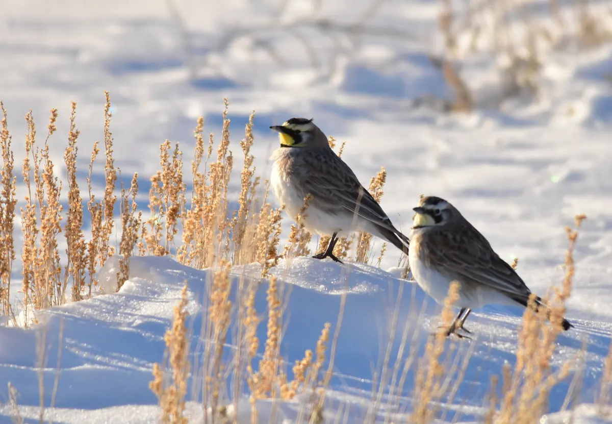 Two horned larks with black masks and yellow faces standing on a snowbank among dry golden grass stems