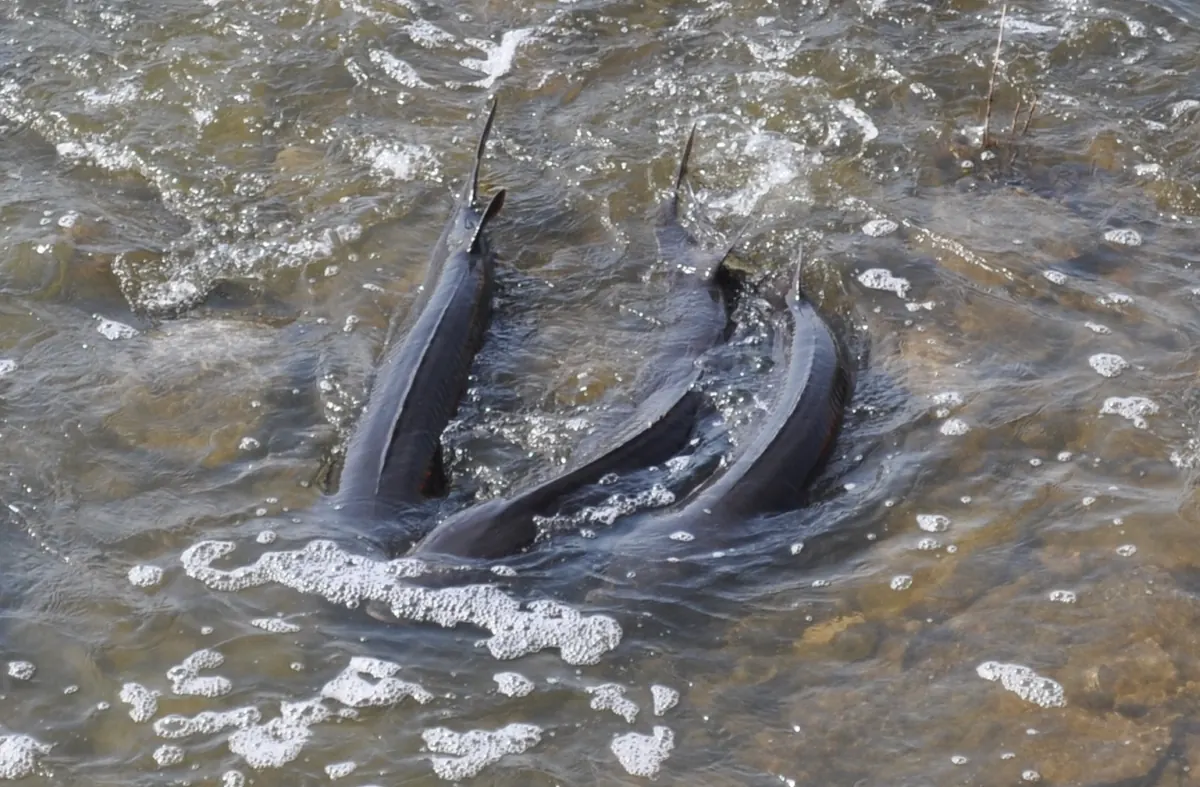 Three large lake sturgeon with dark backs and raised tails swimming together in shallow, rippling river water