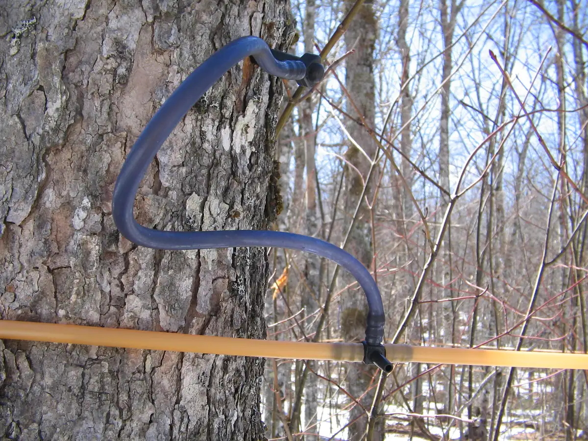 A blue plastic spout and tube tapped into the trunk of a maple and joined to a yellow sap line running through a leafless woods