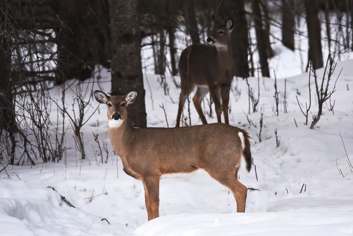Two white-tailed does standing in deep snow among dark tree trunks and bare shrubs