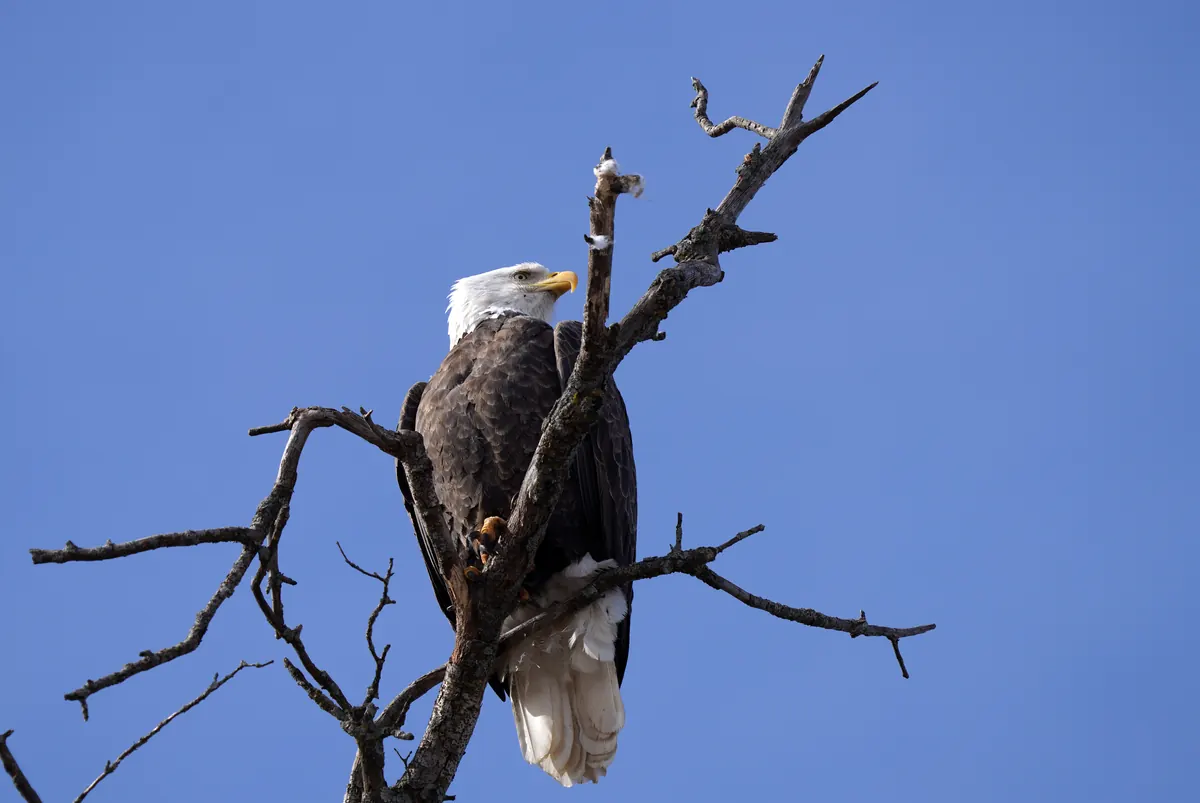 An adult bald eagle with a white head perched in a bare, dead tree against a blue sky.
