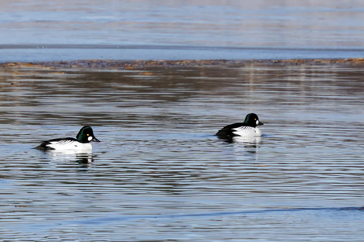 Two black-and-white common goldeneye drakes swimming on calm open water.