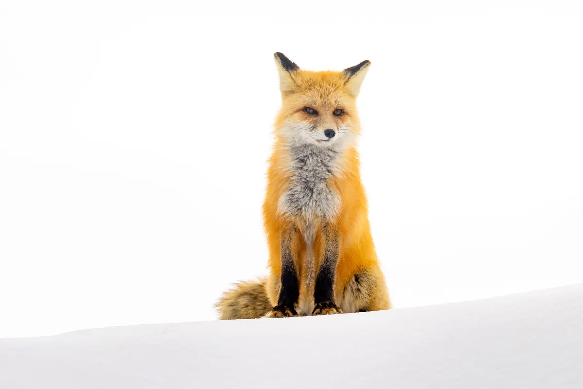 A red fox with a thick orange winter coat sitting upright on a snowbank against a white sky