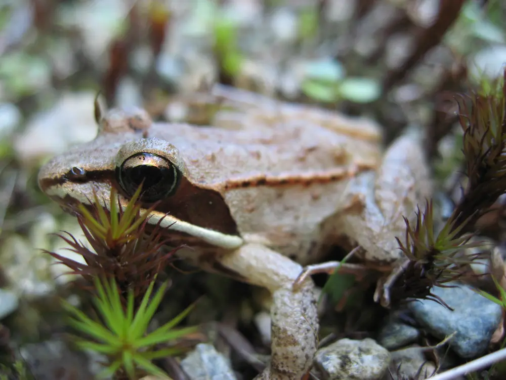 Close view of a tan wood frog with a dark mask through the eye resting among small green moss stems