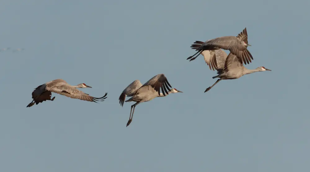 Three gray sandhill cranes with red foreheads flying in a loose line against a clear gray-blue sky