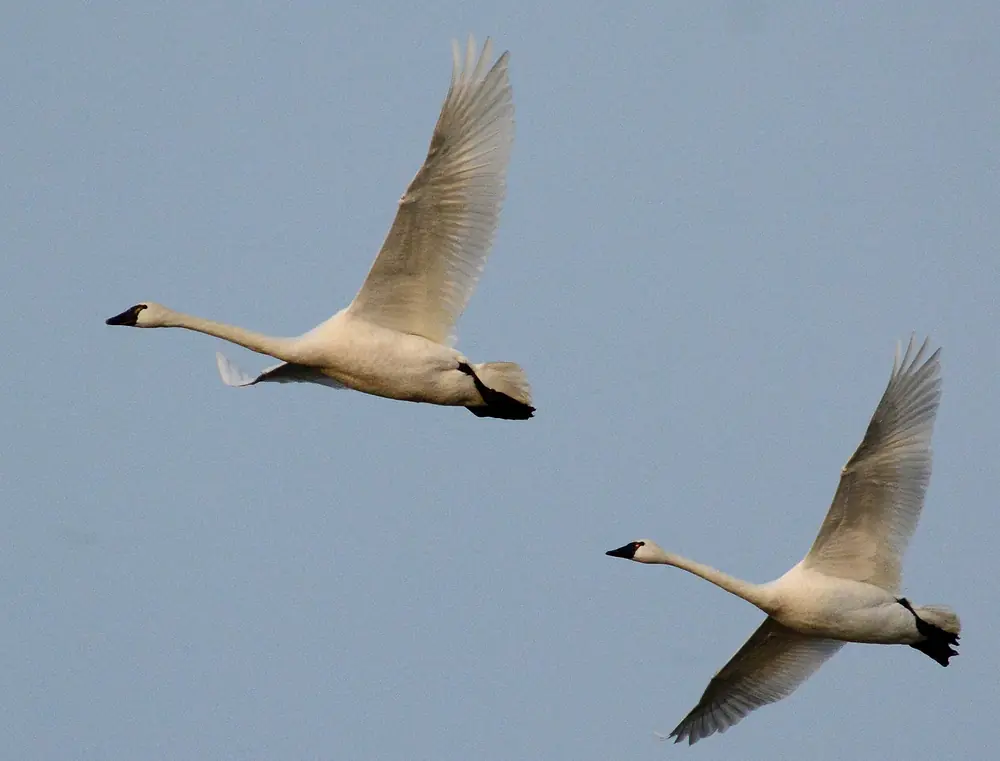 Two white tundra swans with black bills flying side by side against a pale blue sky
