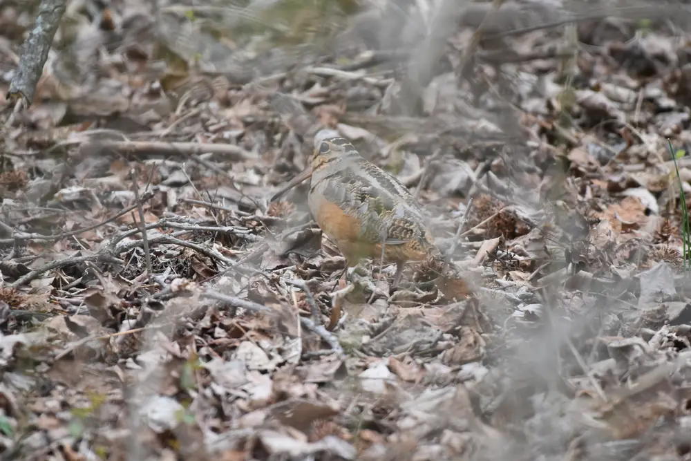 A plump American woodcock with a long bill and an orange-buff breast stands among brown leaf litter and twigs on the forest floor.