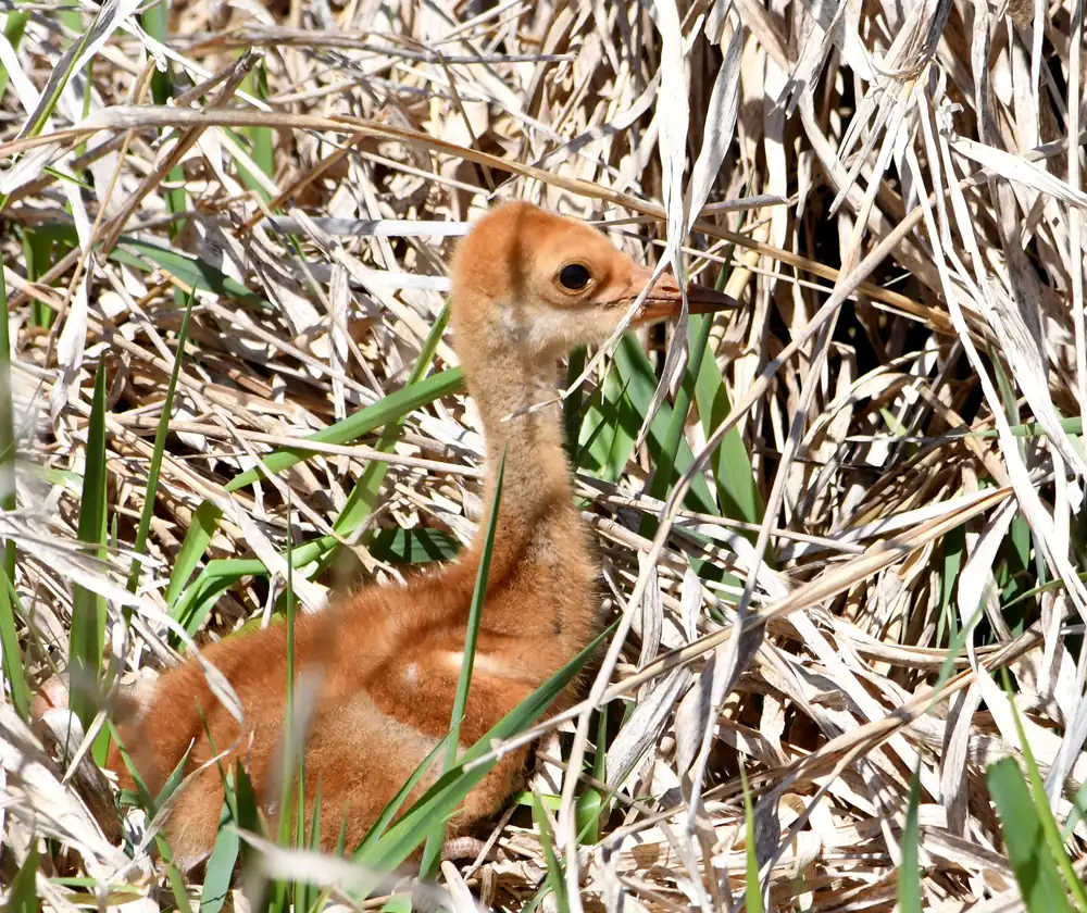 A downy sandhill crane colt walks through green grass.