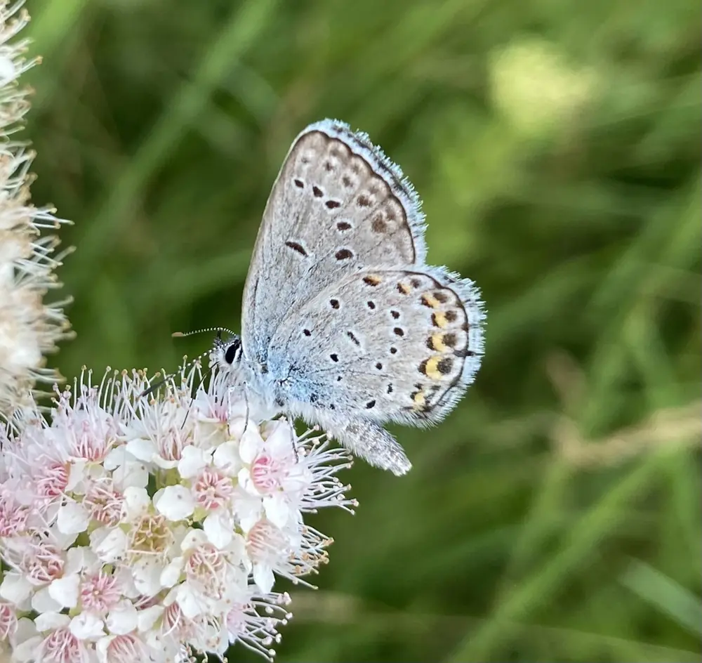 A small blue-gray female butterfly with orange markings feeds on a flower.