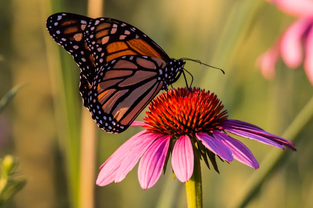 An orange-and-black monarch butterfly rests on a green plant in a Wisconsin field.