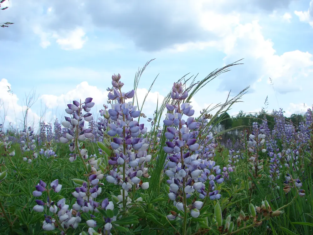 Spikes of purple wild lupine bloom in grass under a partly cloudy sky.