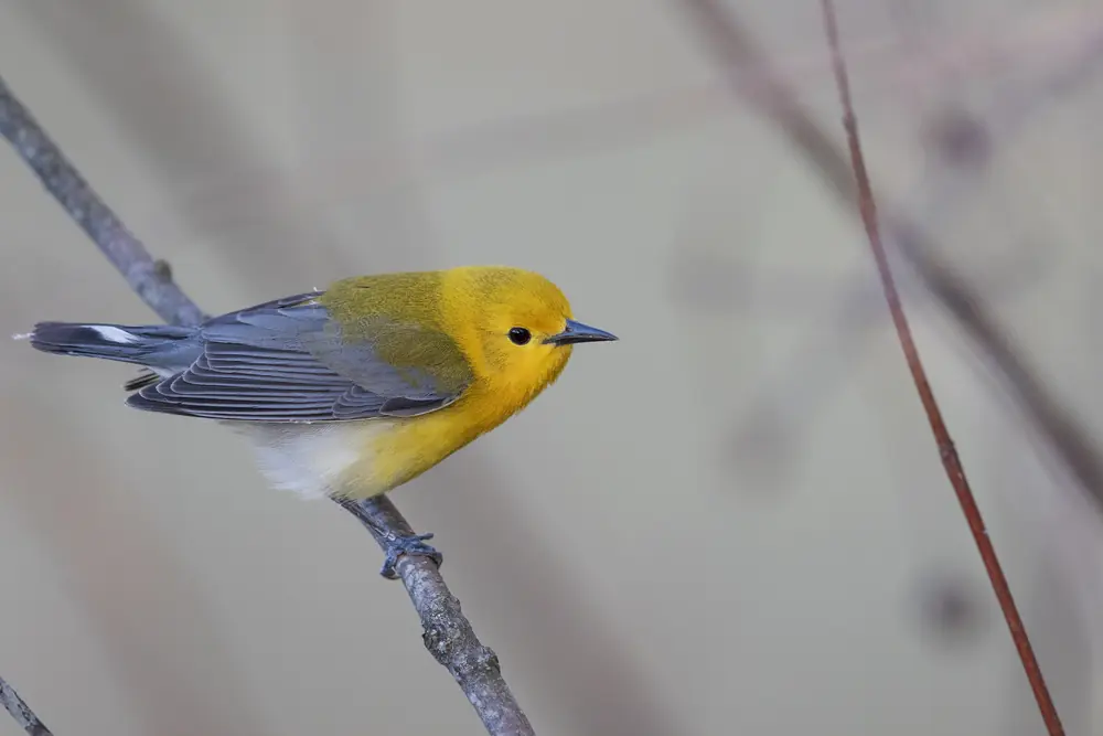 A bright yellow prothonotary warbler perches on a branch with blue-gray wings.