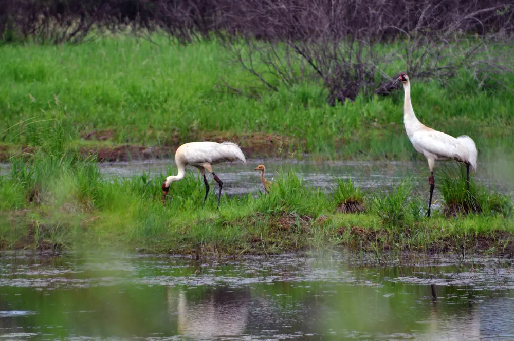 A whooping crane family, adults with a rusty-brown young bird, stands in a wetland.