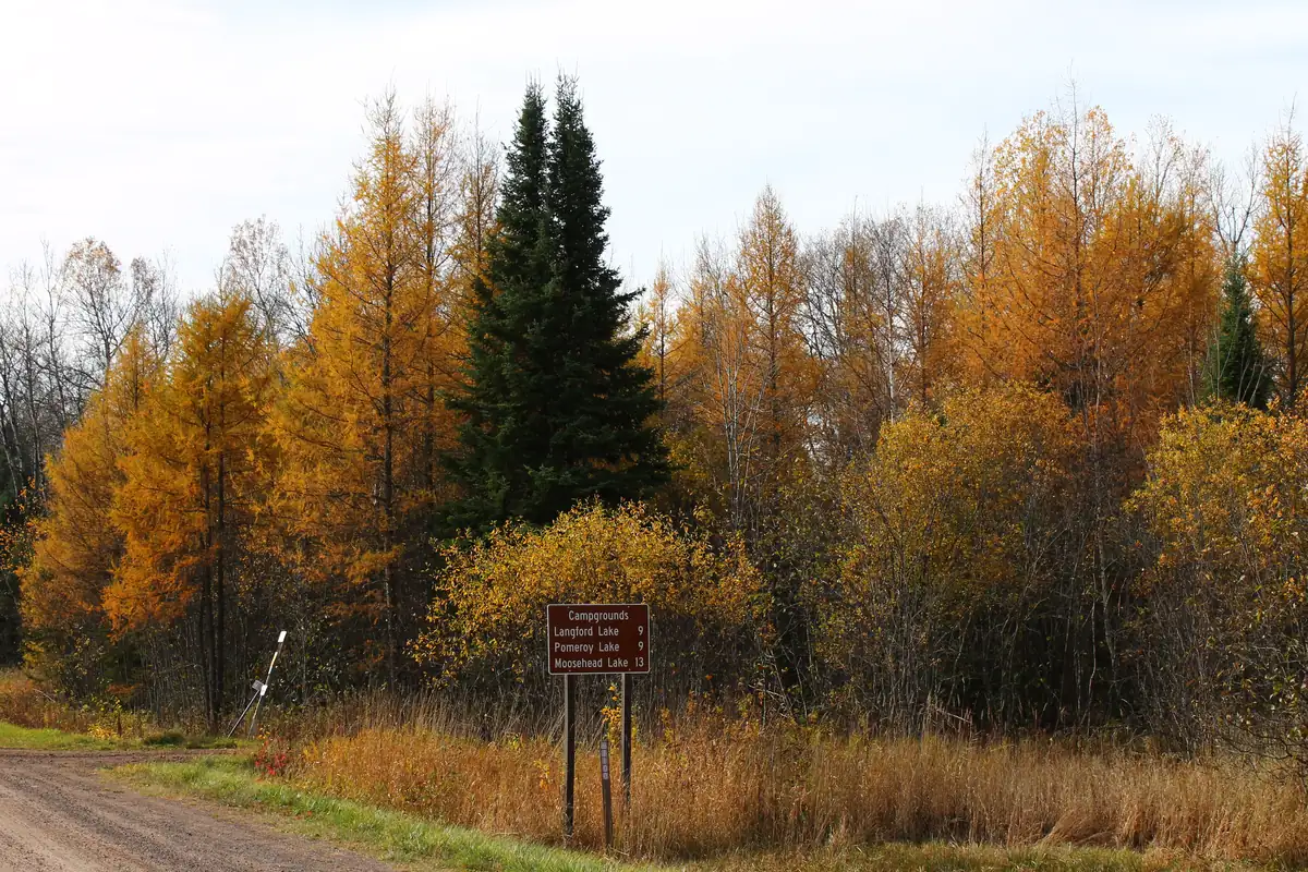 Golden tamaracks and a dark spruce beside a gravel forest road with a brown campground sign.