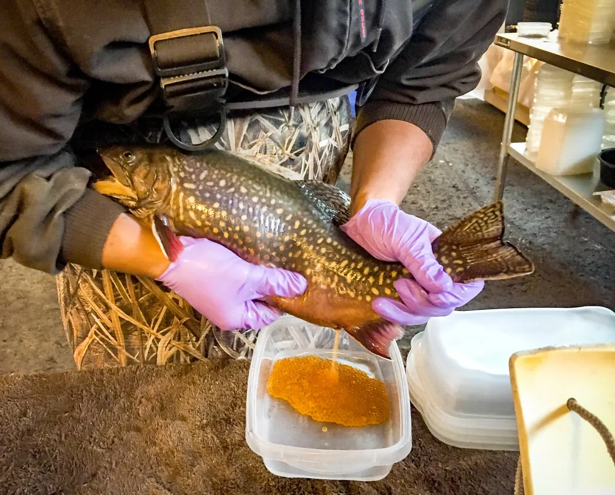 Gloved hands holding a spotted brook trout over a tray of orange eggs.