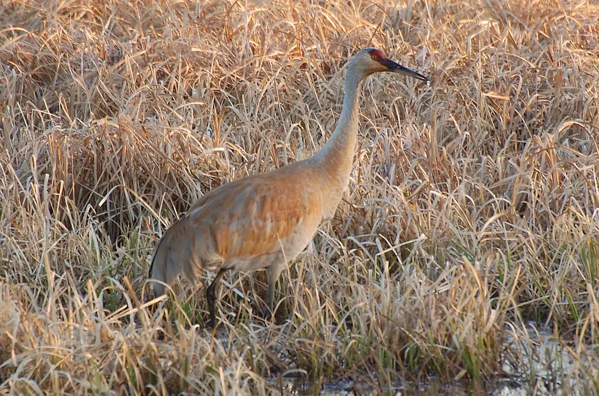 A gray sandhill crane with a red crown standing in tall, straw-colored marsh grass.