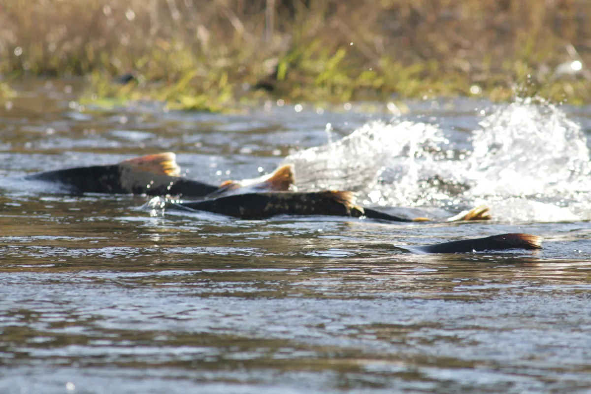Chinook salmon swimming upstream in a shallow river.