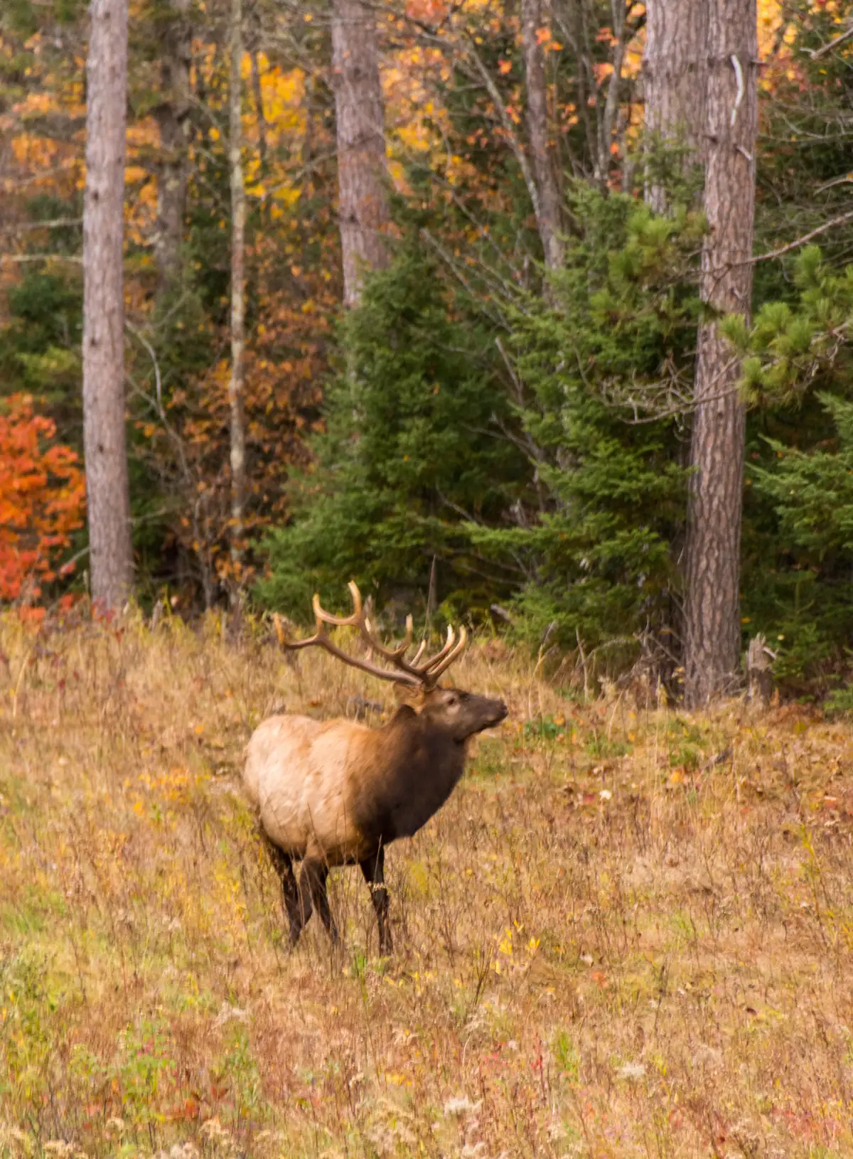An elk near a roadside in the northern Wisconsin woods.