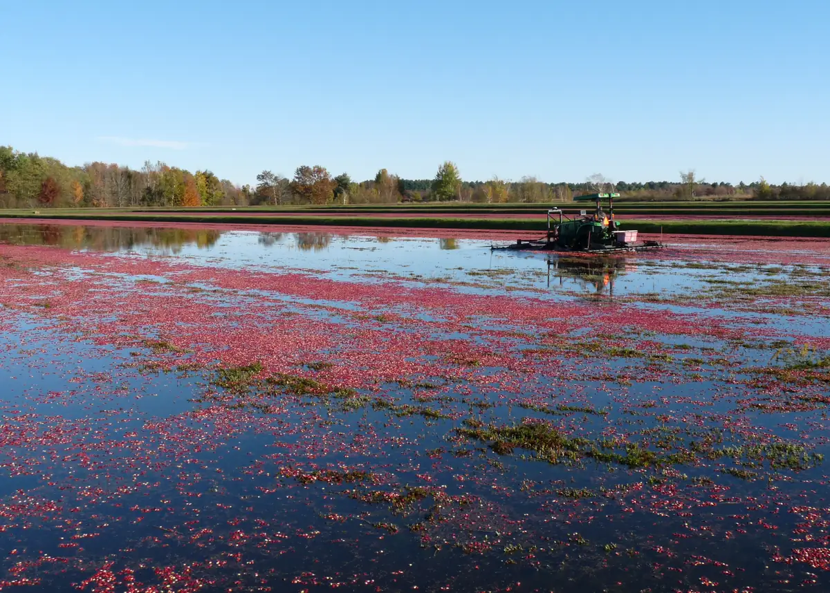 Cranberries floating on a flooded bed during the harvest.