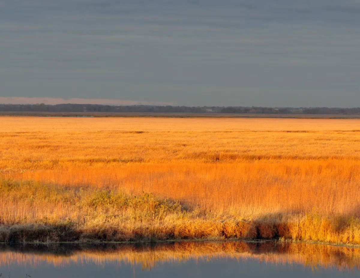 Early morning sun lighting the reeds and open water of Horicon Marsh in gold.