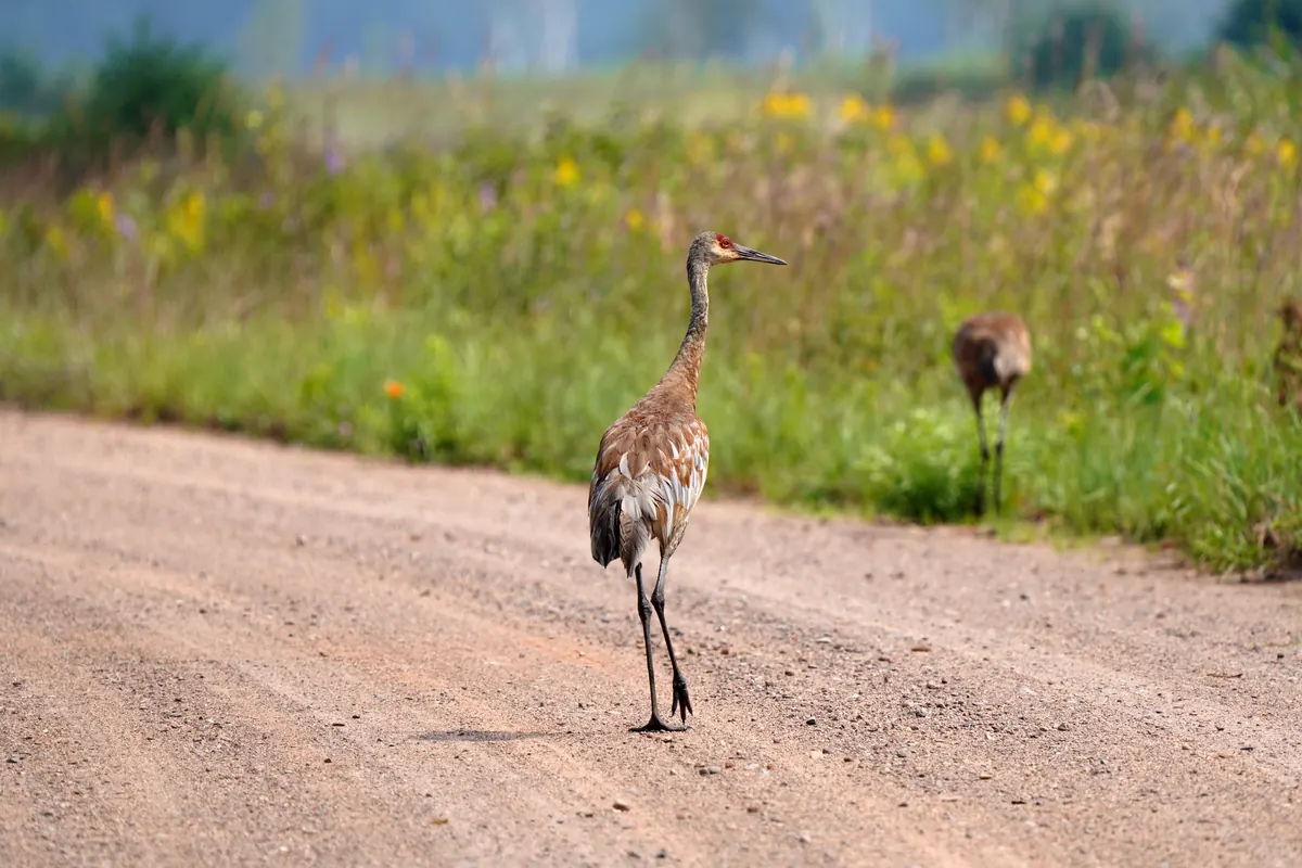 Sandhill cranes, gray with red crowns, in a grassy field.