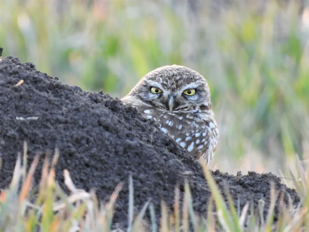 A small spotted burrowing owl with yellow eyes peers over a mound of dark soil with pale grass behind it.