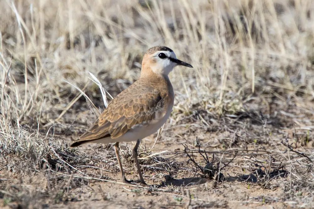 A sand-colored mountain plover standing upright on bare ground with short grass.