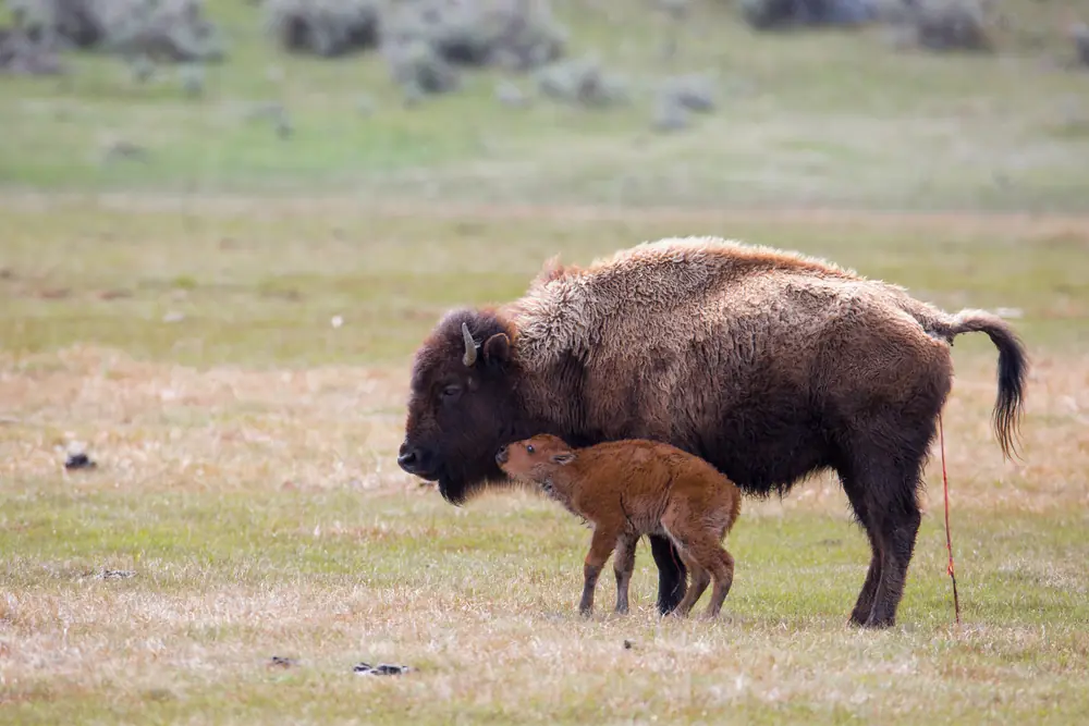 A reddish-tan newborn bison calf beside its dark brown mother in Yellowstone's Lamar Valley.