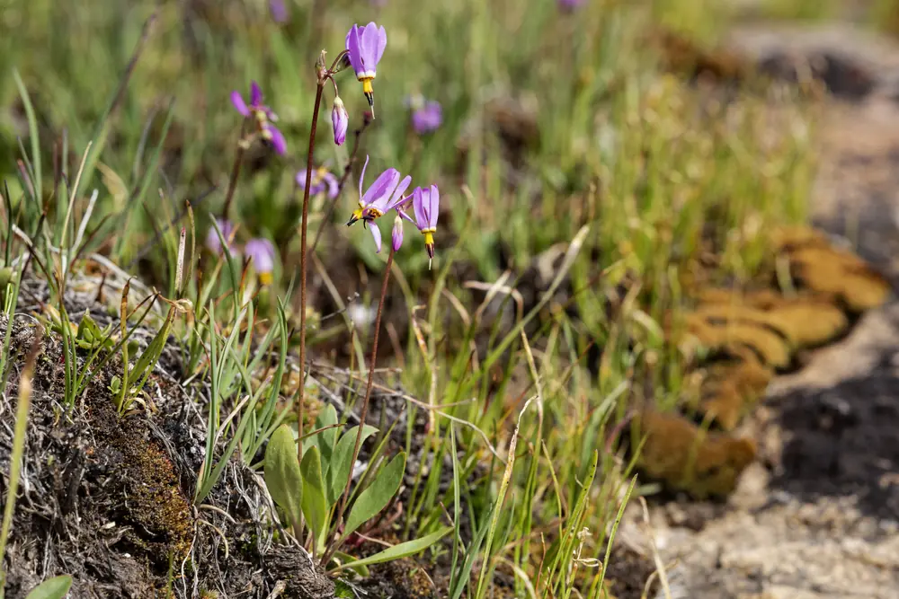 Pink-purple shooting star flowers with swept-back petals in bloom.