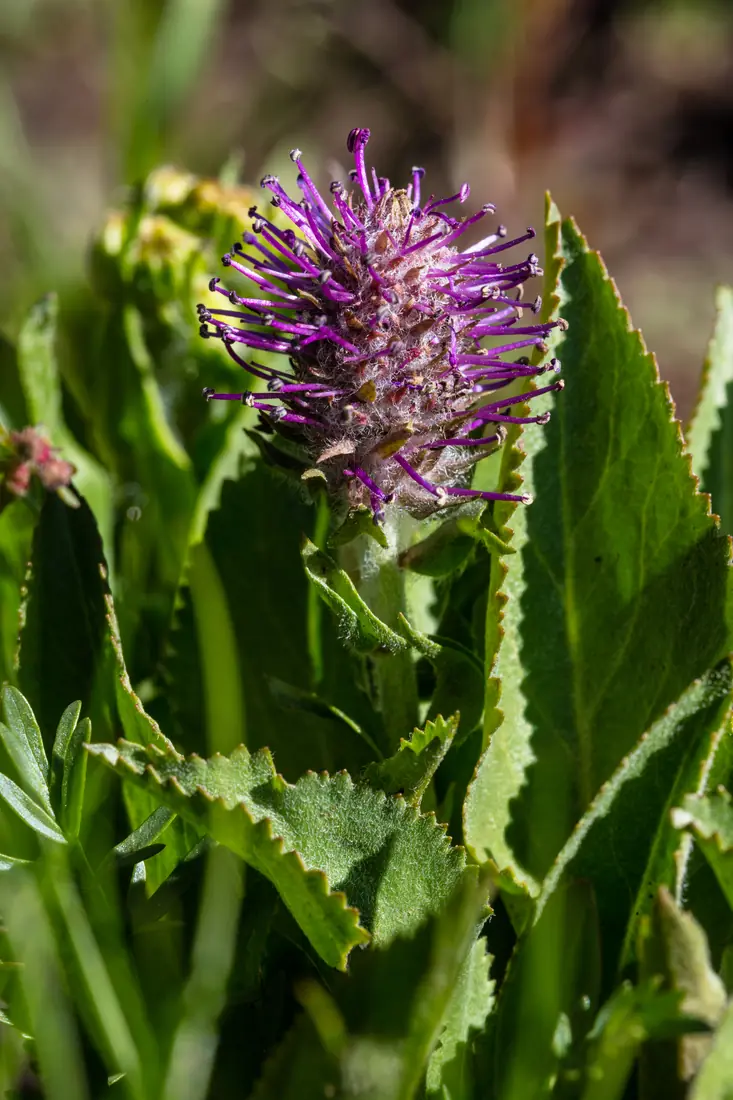 Wyoming kittentails in flower, photographed in Yellowstone National Park.