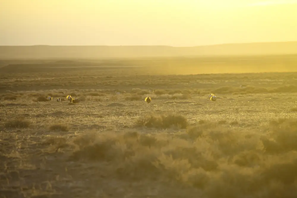 Several male greater sage-grouse with fanned tails and puffed white chests displaying on open sagebrush ground.