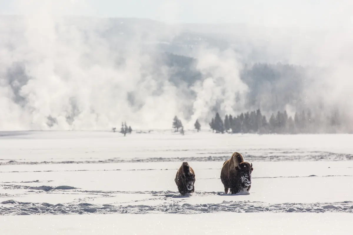 Two bison walking toward the camera through deep snow, with steam from hot springs rising behind them