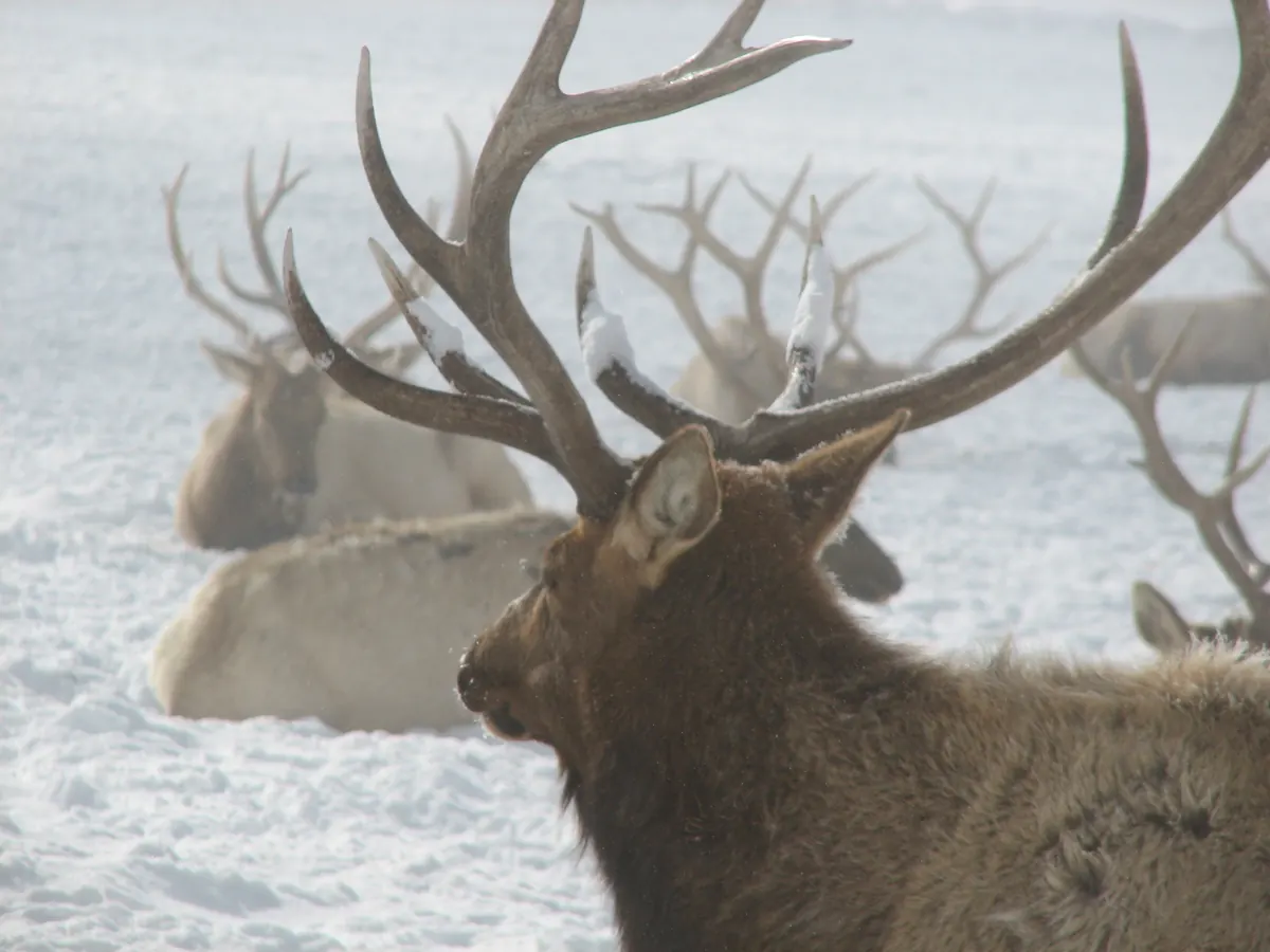A bull elk seen from behind, its broad antlers dusted with snow, with more antlered bulls lying in the snow beyond it in a light fog