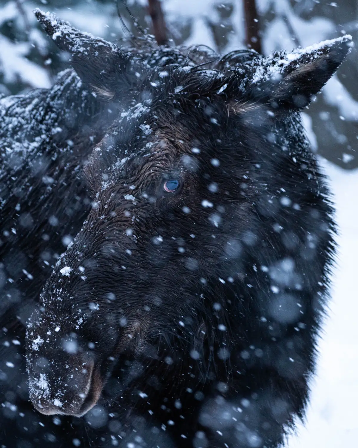 Close view of a moose’s dark, shaggy head and ears, dusted with falling snow