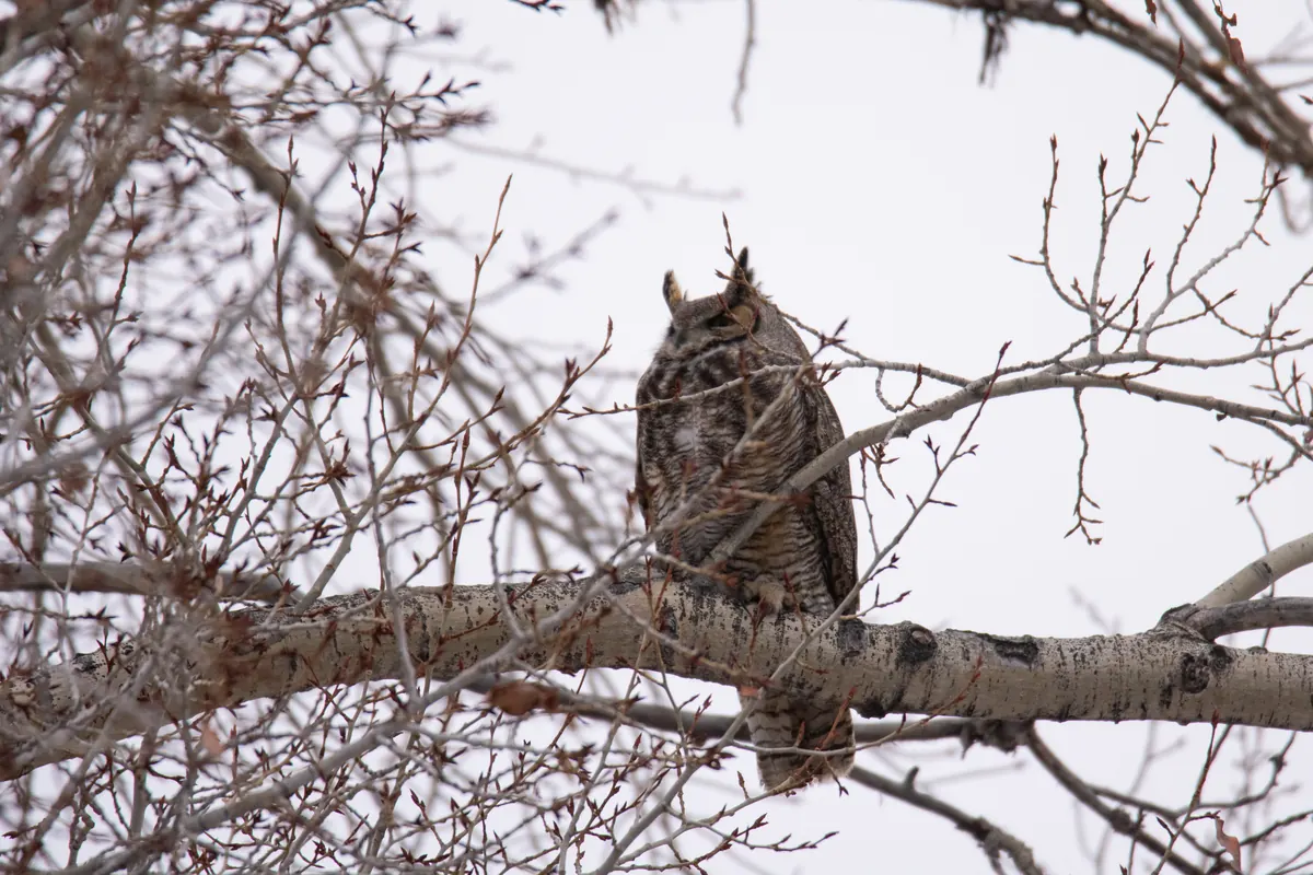 A great horned owl with ear tufts perched on a pale branch among bare winter twigs