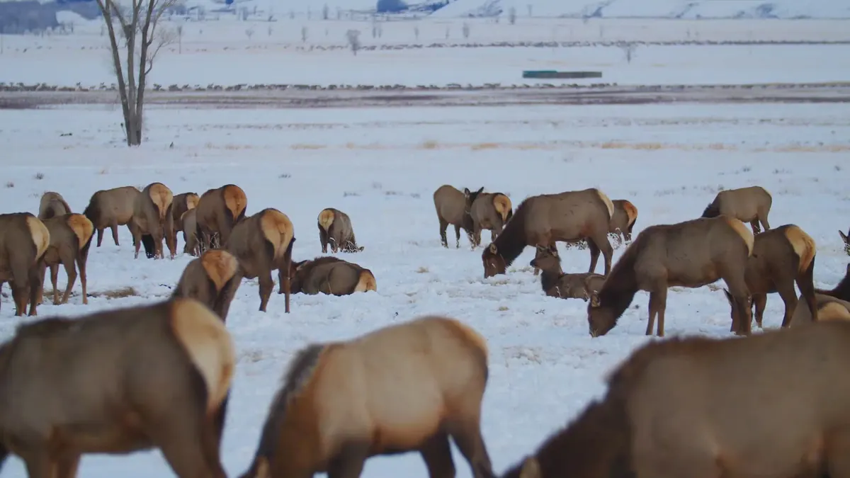 A herd of cow elk grazing and resting in a snowy field, with a bare tree and more elk in the distance