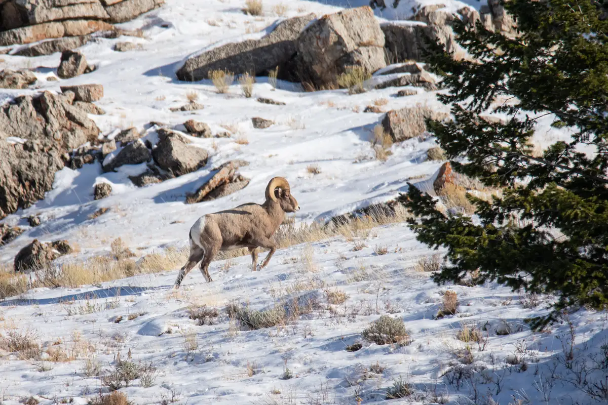 A bighorn ram with curled horns climbing a snowy, rocky slope beside a conifer