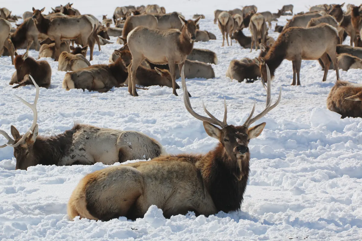 A bull elk with large antlers resting in deep snow in front of a big herd of cow elk