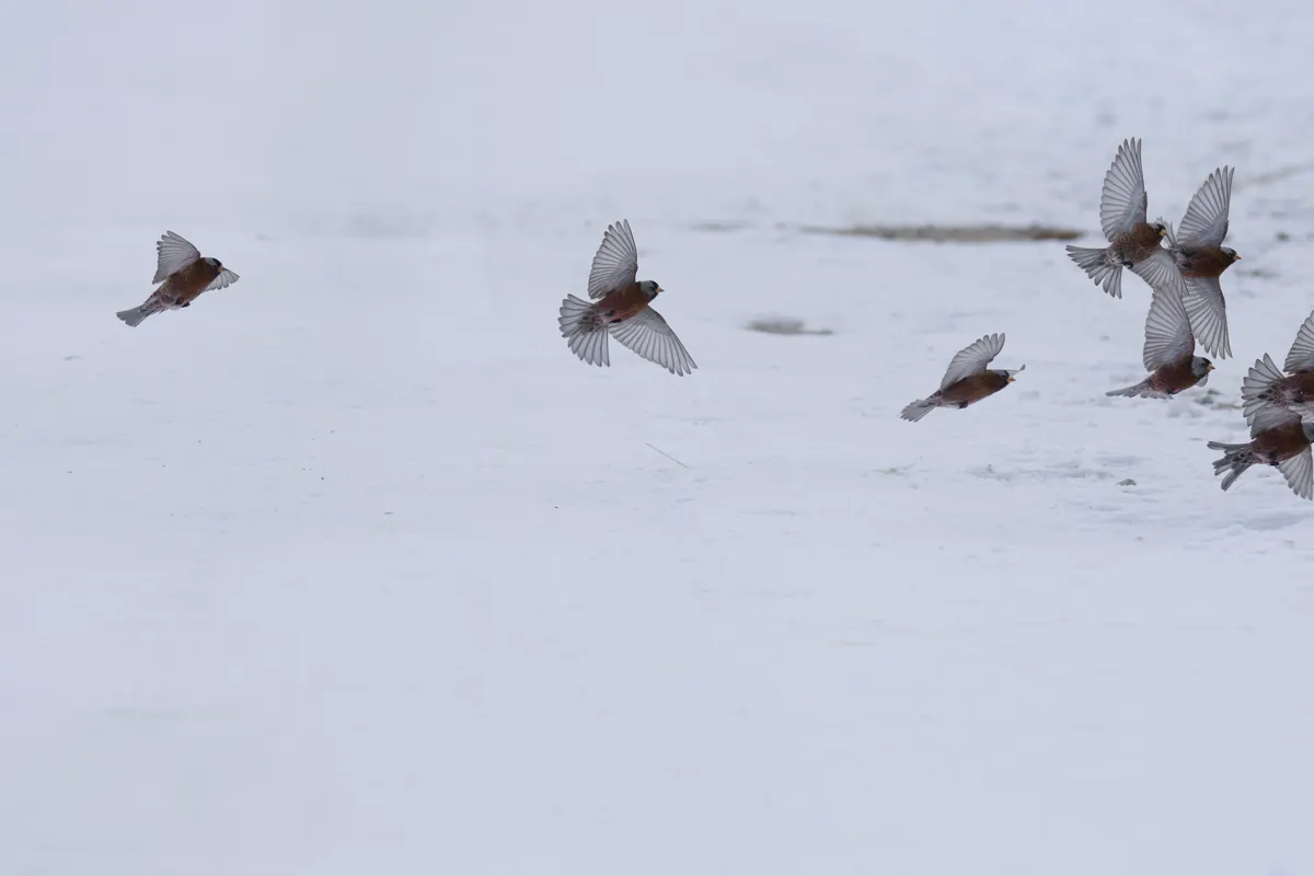 A small flock of brown and pink finches flying low over snow