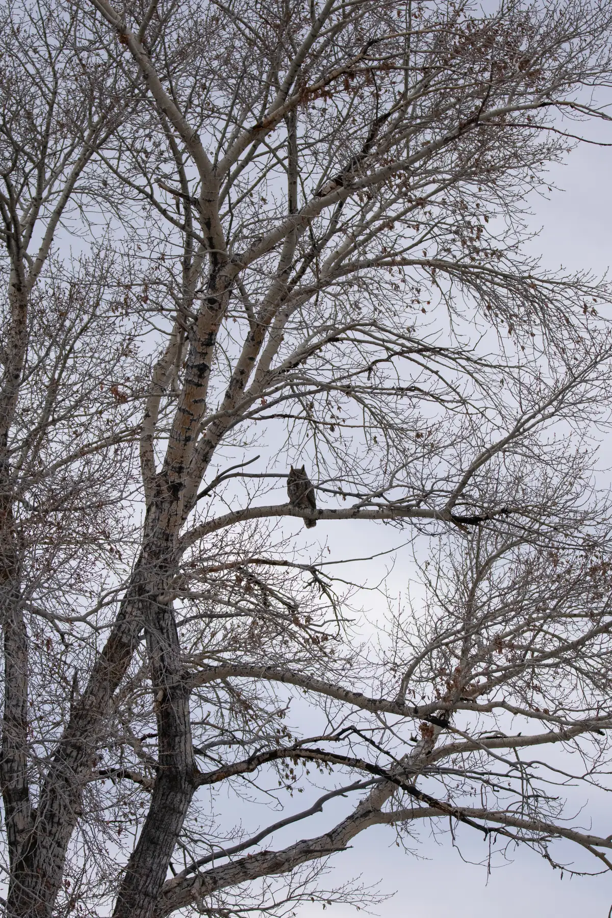 A great horned owl perched on a bare branch high in a leafless cottonwood against a gray sky