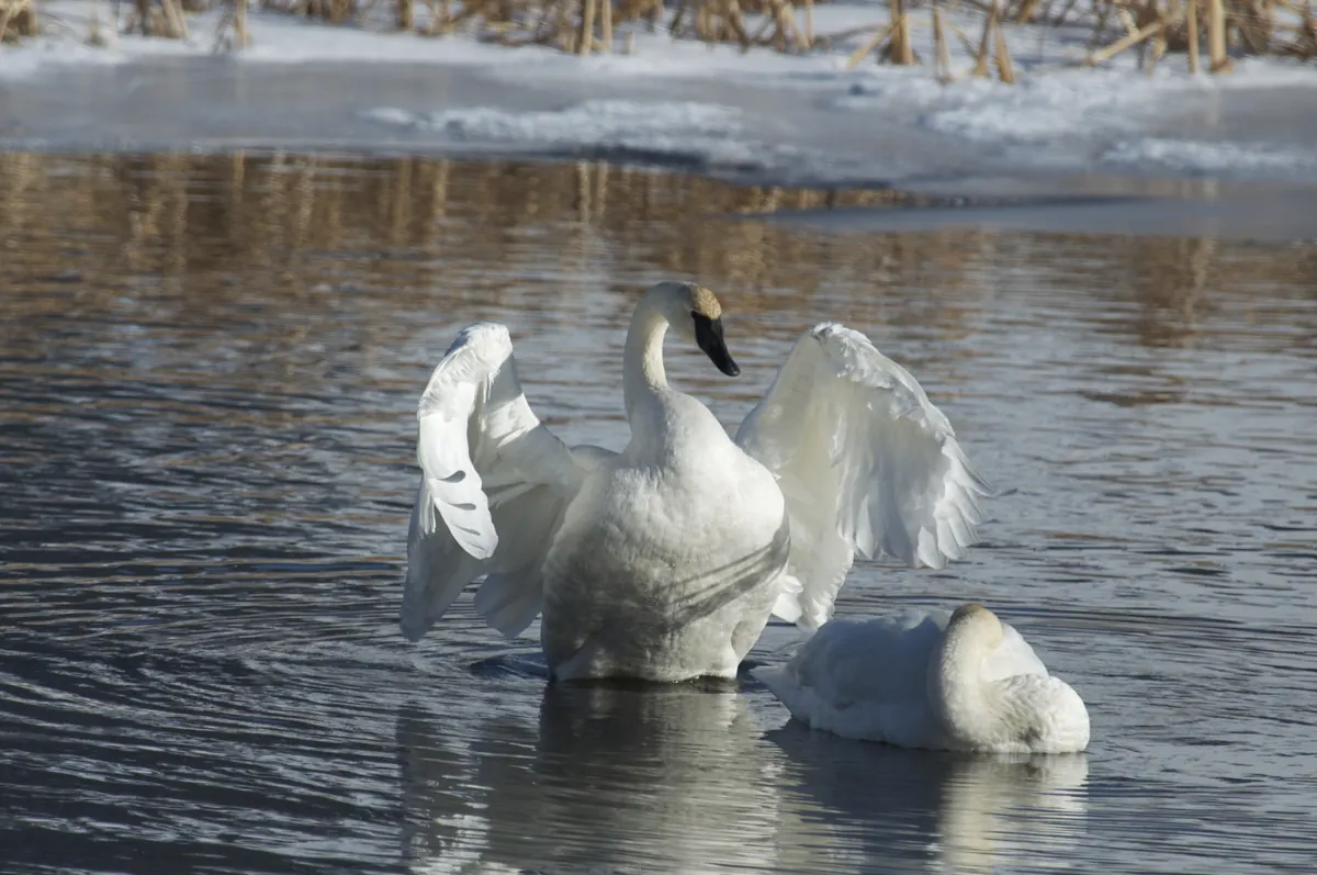 A trumpeter swan stretching its wings on open water while a second swan rests with its head tucked, snowy bank behind