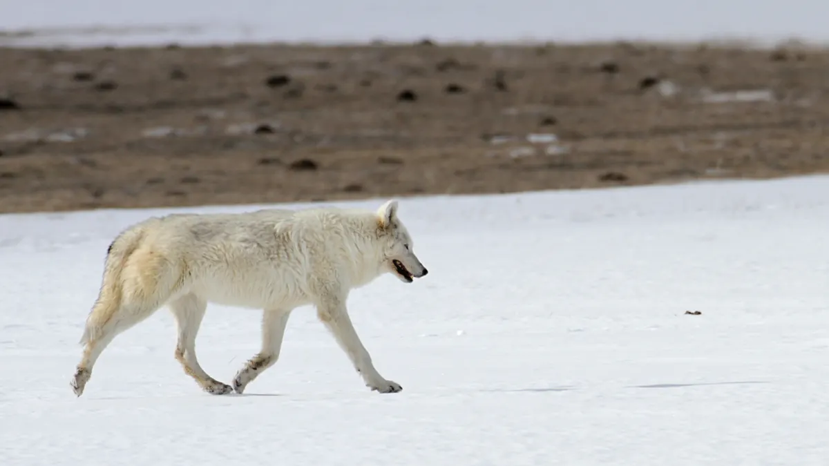 A pale gray-white wolf walks across a flat, snow-covered meadow.