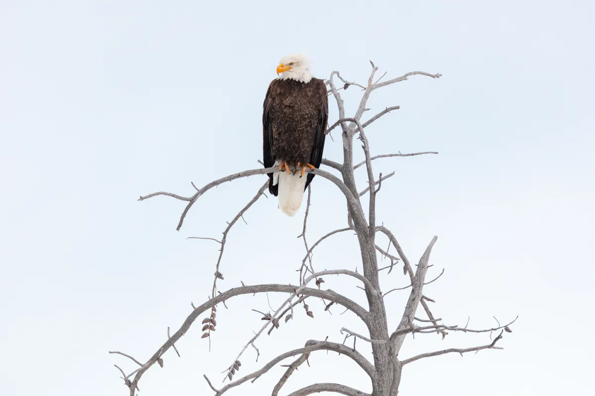 An adult bald eagle perched at the top of a bare, silvery tree against a pale winter sky.