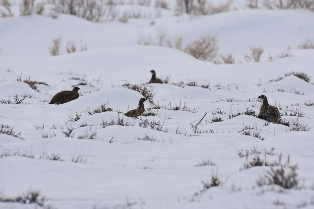 Four greater sage-grouse, mottled brown and gray, rest in deep snow among the tips of sagebrush poking through.