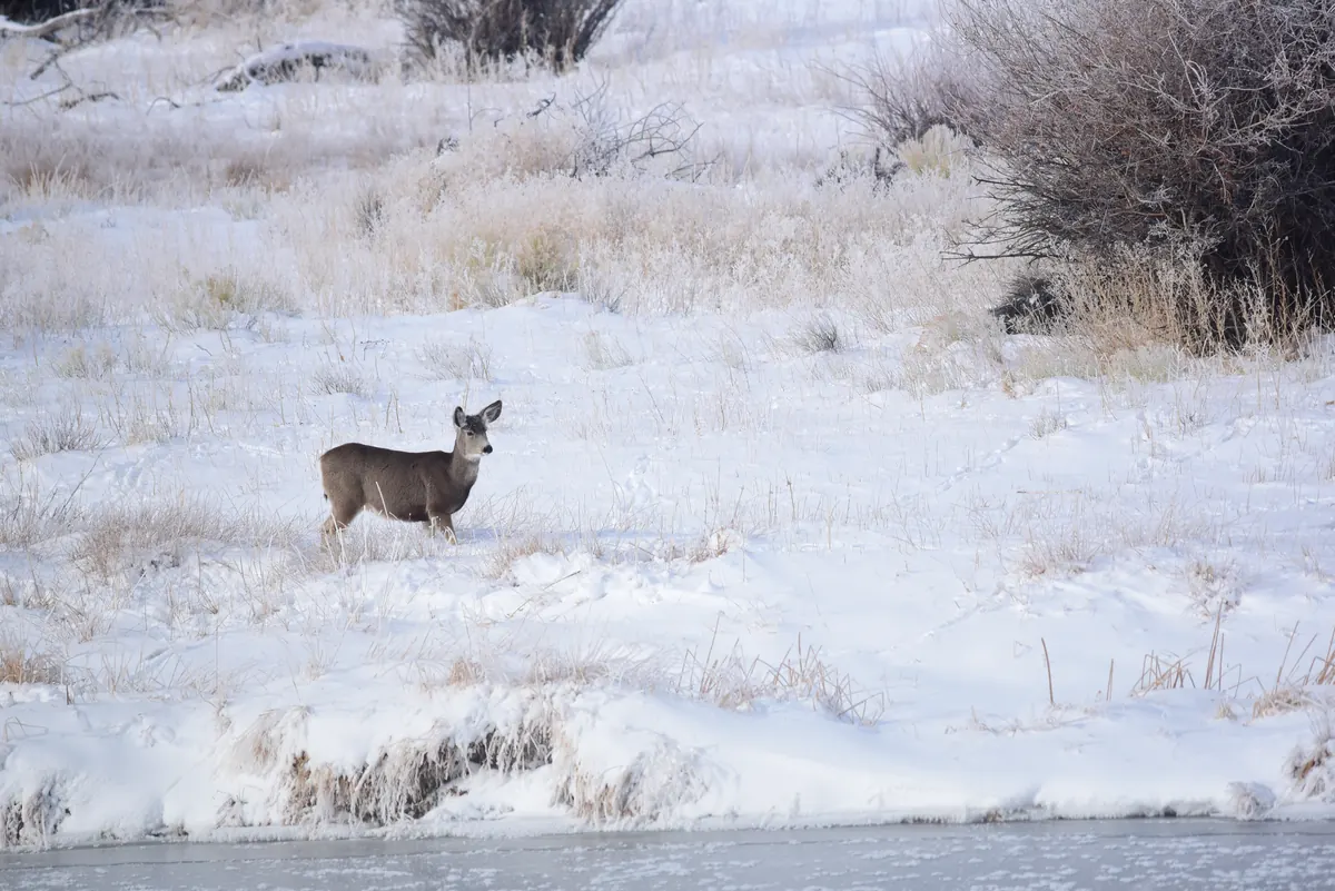 A single mule deer stands in frosty, snow-covered grass and shrubs above an icy river bank.